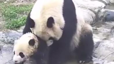 Mali panda, ki sovraži umivanje (VIDEO)