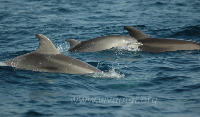 Hrup pri delfinih povzroči stalni stres, dolgoročno pa padec odpornosti | Foto: 