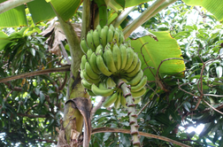 Banane - sadež, poln pesticidov in pridelan na izkoriščevalskem delu