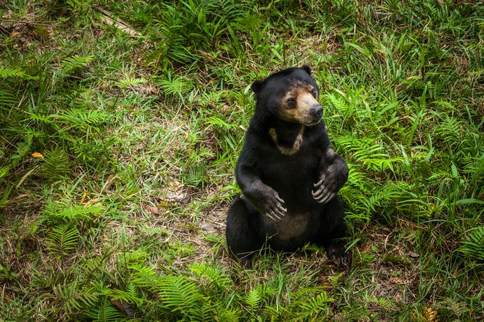 Malezijski sončni medved | Foto: Shutterstock