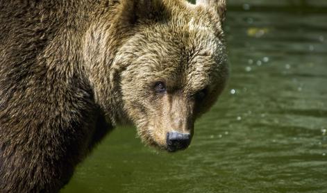 Preobrat: "slovenska" medvedka ni ubila tekača v Italiji