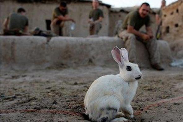 Marincem podaljšali rok služenja v Afganistanu