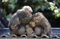 Novo zdravilo opice zaščitilo pred okužbo z virusom HIV
