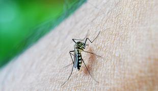 Znanstveniki potrdili: komarji nekatere ljudi res napadajo bolj kot druge