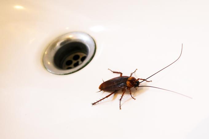 Rjavi ščurek je pri nas najpogostejši. | Foto: Thinkstock