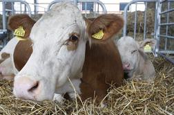 Vurs štirim kmetijam odredil začasno prepoved oddaje mleka