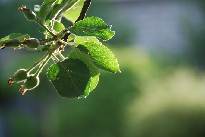 jablana, sadno drevo | Foto: Pixabay