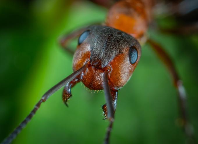 mravljice | Foto: Thinkstock