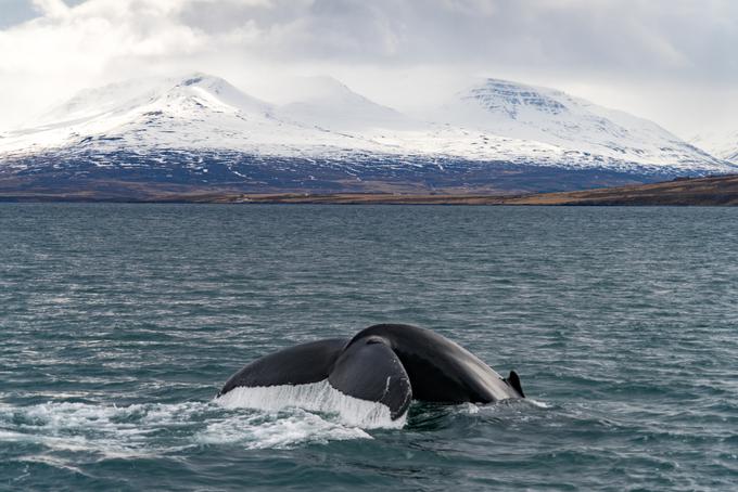 Opazovanje kitov na severu Islandije pri kraju Akureyri. | Foto: Thinkstock