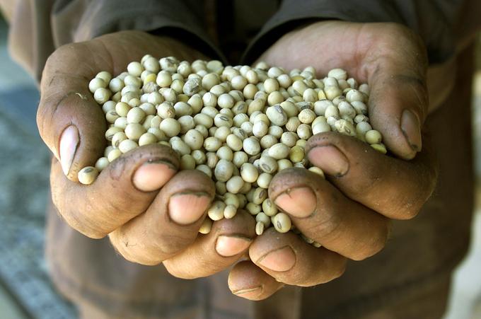 Gensko spremenjena soja z romunskih polj | Foto: Reuters