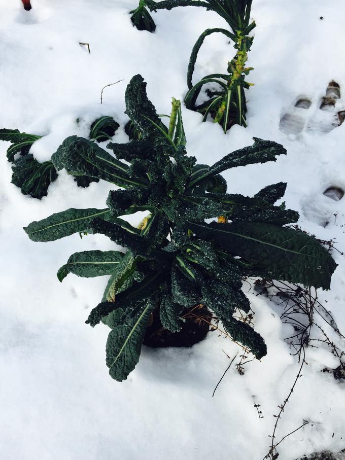 Tudi pozimi vrtovi niso povsem mrtvi, kakšen ohrovt, na primer, preživi tudi v snegu. | Foto: Valentina Smej Novak