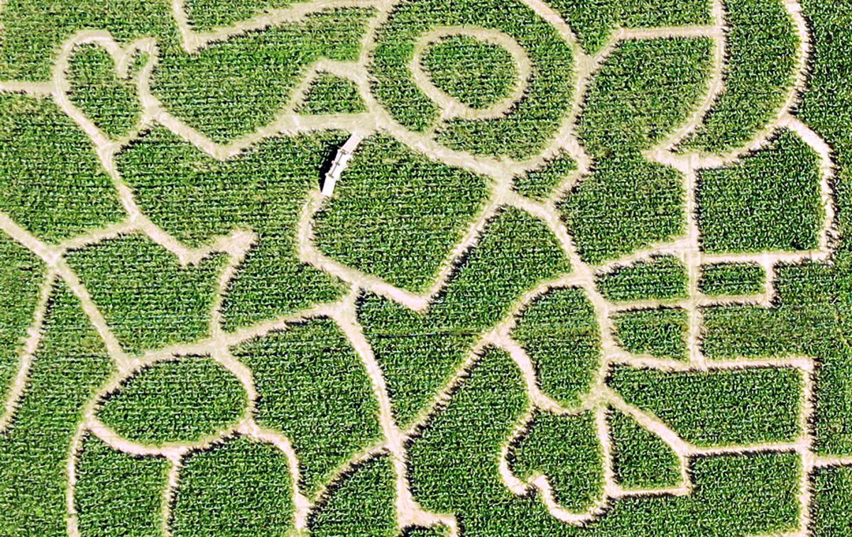koruzni labirint Krtina | Foto Koruzni labirint Krtina
