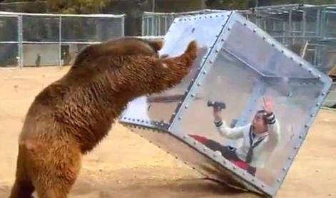 Bližnje srečanje z grizlijem: tega si ne želite izkusiti #video