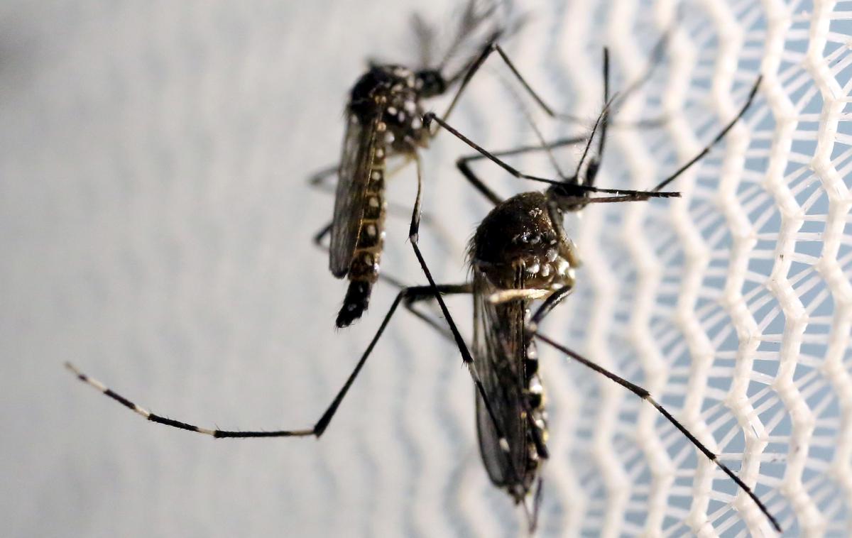 komar, zika | Foto Reuters