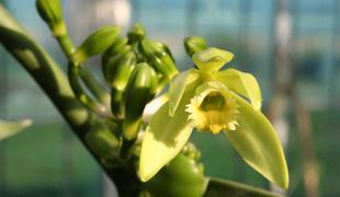 Vanilija - najbolj priljubljena orhideja
