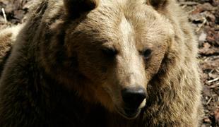 Ujeli potomko dveh slovenskih medvedov, ki je ubila tekača