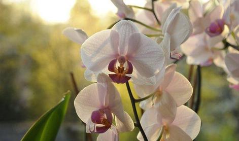 Kaj morate vedeti pri vzgoji orhidej