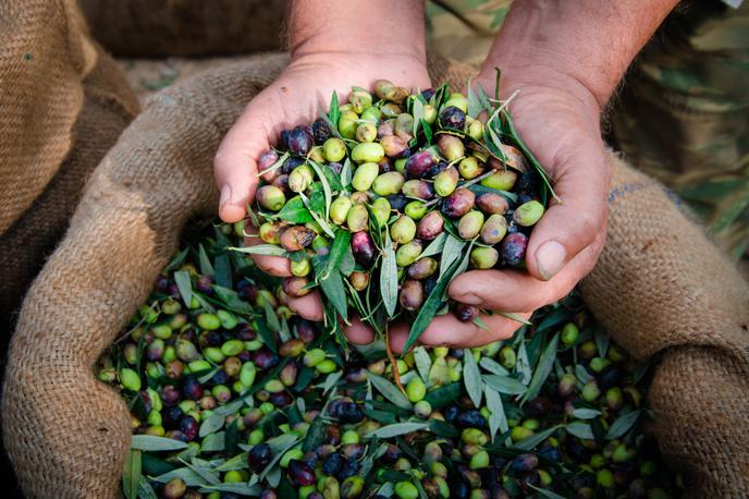 Oljke | Manjša proizvodnja oljčnega olja predstavlja tudi slabo napoved za potrošnike. | Foto Shutterstock