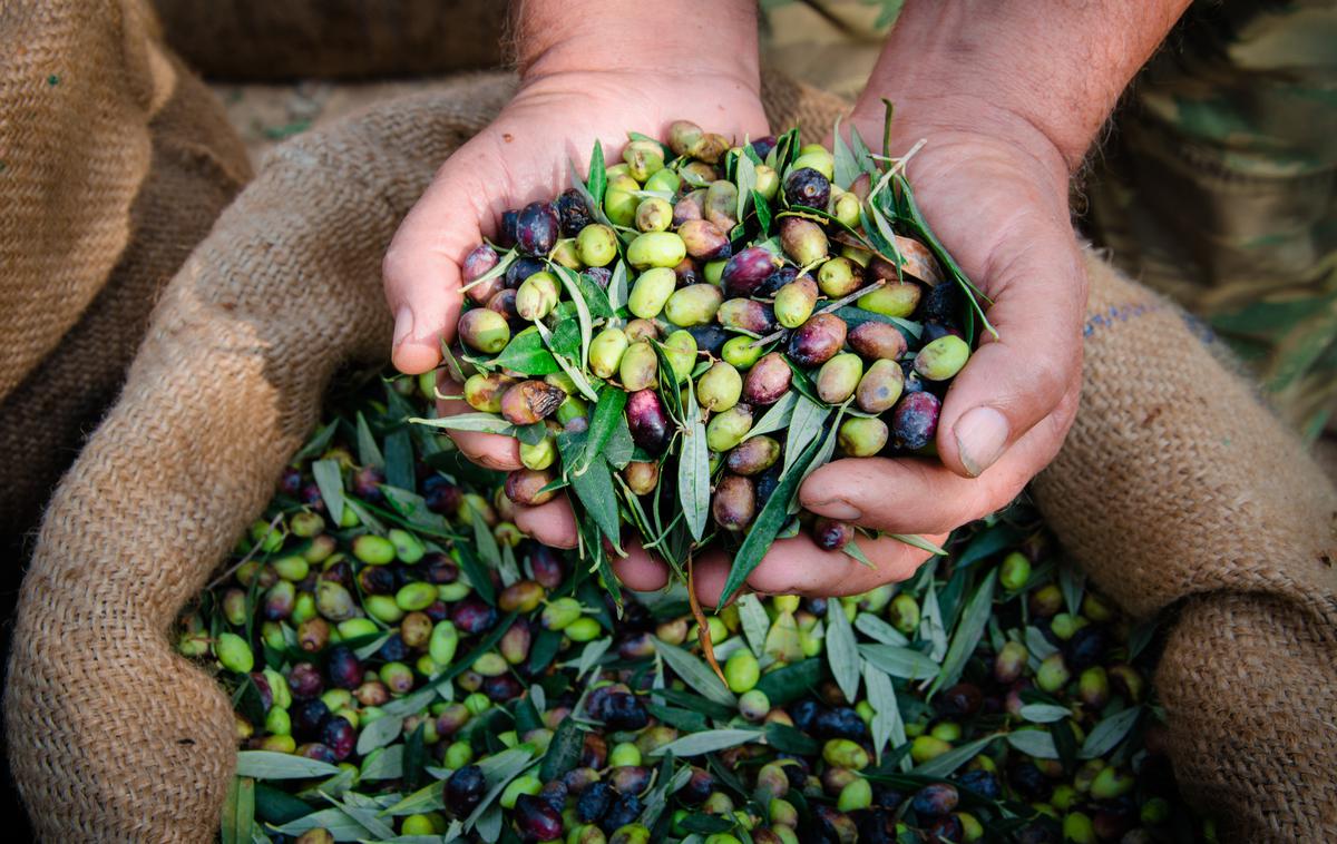 Oljke | Manjša proizvodnja oljčnega olja predstavlja tudi slabo napoved za potrošnike. | Foto Shutterstock