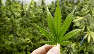 Legalizacija marihuane rešuje brezposelnost v Kanadi