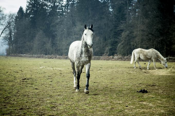 Pri konjih se zelo pozna razlika med tem, ali redno hodijo v izpuste in se veliko gibljejo ali so cele dneve znotraj, razlaga Tjaša. | Foto: Ana Kovač