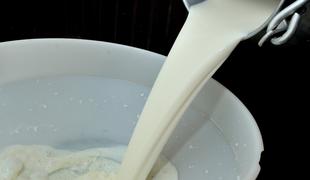 Ljubljanske mlekarne povečujejo odkup ekološko pridelanega mleka