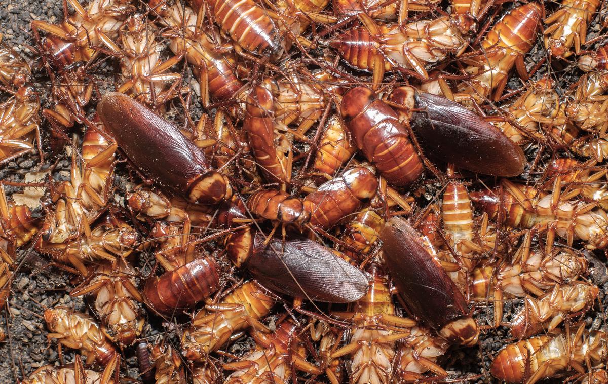 Ščurki ščurek | Foto Thinkstock