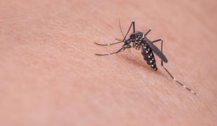 V Zagrebu s sto tisoč sterilnimi samci nad populacijo komarjev