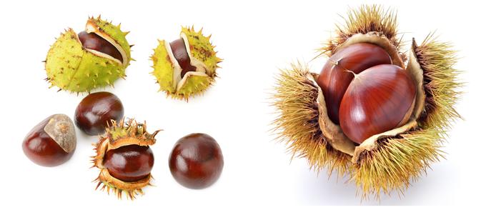 Levo: bodičasta ježica divjega kostanja. Desno: bodičasta ježica navadnega kostanja. | Foto: Thinkstock