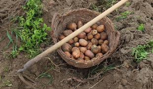 Dolenjskemu kmetu ponoči z njive ukradli 150 kilogramov krompirja