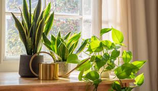 Zelena terapija: kako sobne rastline vplivajo na počutje?