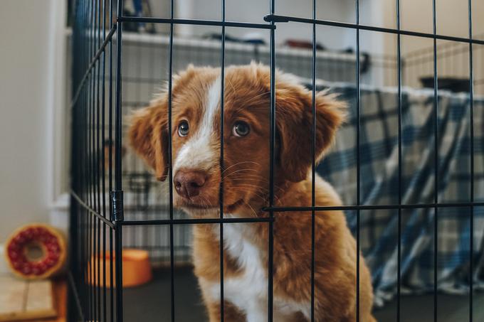 kuža, pes, pasje zavetišče | Foto: Shutterstock