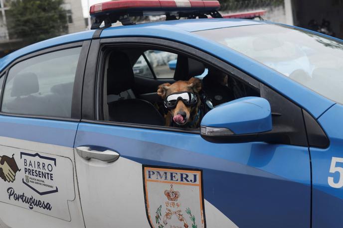 policijski pes, Brazilija | Zapuščenega in lačnega ga je rešil policist, zdaj pa je njegov službeni partner.   | Foto Reuters