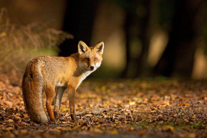 lisica, žival, divja žival | Med živalmi, ki so jih posnele stacionarne kamere, se je večkrat znašla tudi lisica, ki je v gozdovih prisotna po celotni Sloveniji. | Foto Shutterstock