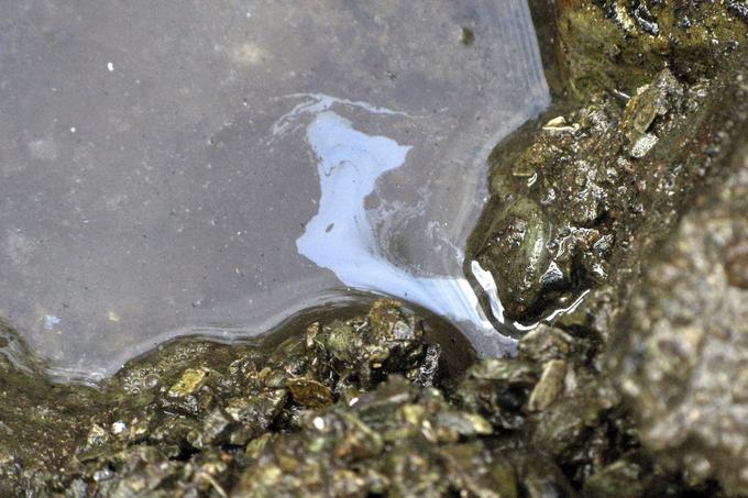 Na obalah Aljaske, ki jih je prizadel Exxon Valdez, je ponekod še danes mogoče naleteti na naftni žele. Okoljevarstveniki ocenjujejo, da je tamkajšnjo obalo še vedno onesnažuje nekaj deset kubičnih metrov nafte.  | Foto: Reuters