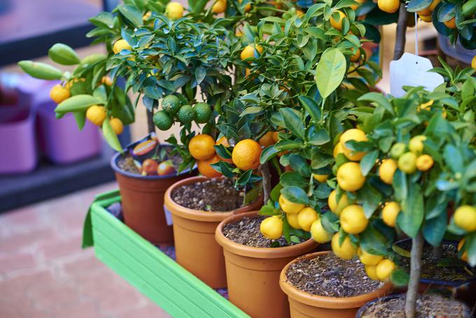 citrusi | Foto: Thinkstock