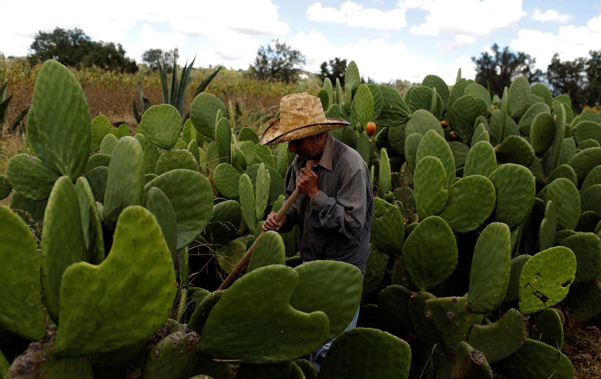 Kaktus | Foto Reuters