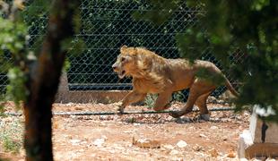 Lev pobegnil iz ograde v živalskem vrtu in pokončal zaposleno