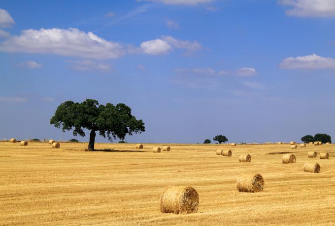 Portugalska pokrajina Alentejo velja za žitnico Portugalske in najpomembnejšo pridelovalko plute na svetu. | Foto: Thinkstock