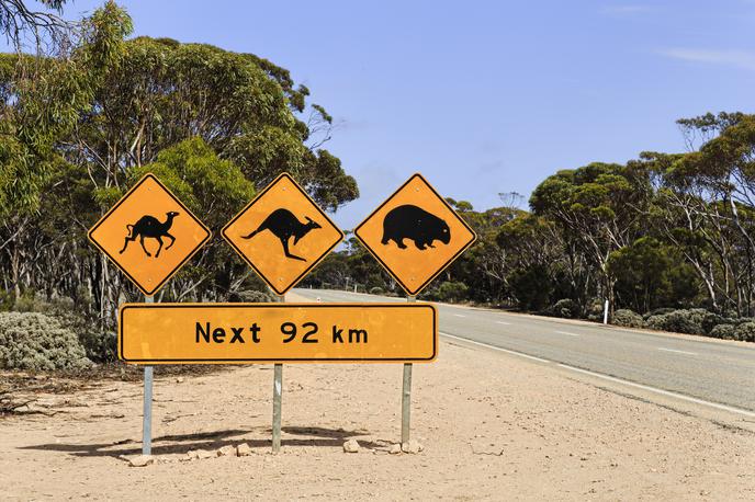 kenguru, Avstralija, ceste | Foto Thinkstock