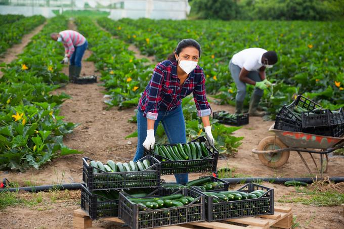 Kmete se spodbuja, naj prilagodijo svojo proizvodnjo z izbiro tistih vrst poljščin in sort, ki predstavljajo optimalni alternativni vir beljakovin za prehrano ljudi. | Foto: Getty Images