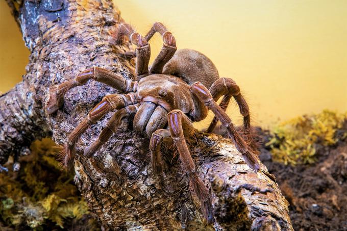 Theraphosa stirmi, predstavnik ene od največjih vrst pajkov | Foto: Arhiv organizatorja