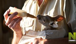 Kdo skrbi za osirotele kenguruje? #foto