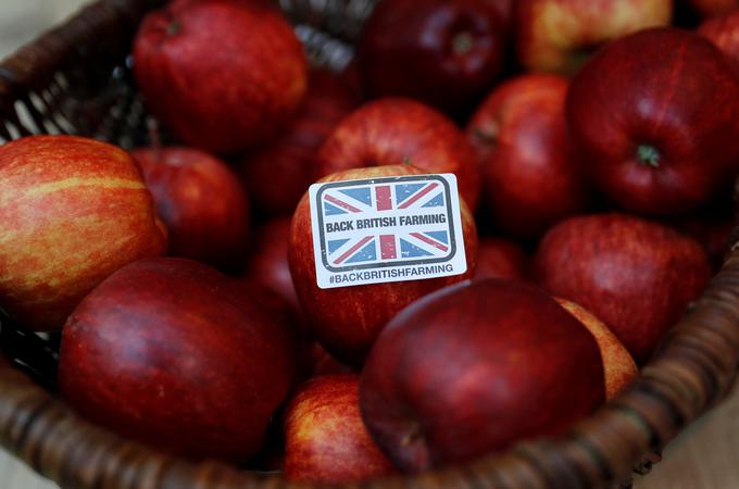 Jabolka gnijejo, ker ni delavcev, ki bi jih pobrali. | Foto: Reuters