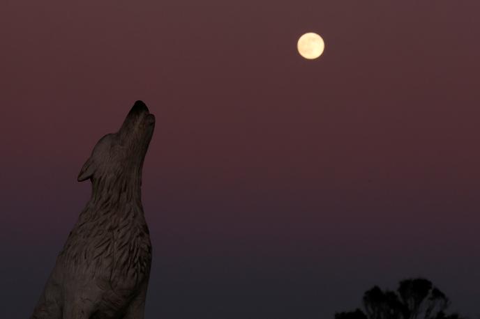 Volčja luna, polna luna | Ponoči je zasvetila volčja luna, ki bo nebo krasila tri dni.  | Foto Reuters