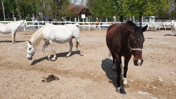 Ker imajo lahko poškodbe ob rangiranju konj tudi dolgoročne posledice, poskušajo konjarji na različne načine narediti vse, da bi poškodbe preprečili. | Foto: Metka Prezelj