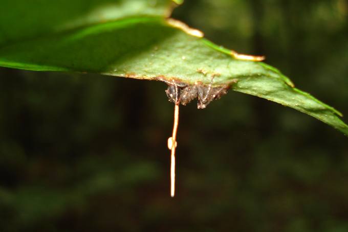 Mrtva mravlja, ki jo je okužila Ophiocordyceps unilateralis. Izrastek iz glave mravlje je "podaljšek" glivične okužbe, ki se razrašča iz notranjosti mravljinega telesa.  | Foto: Thomas Hilmes/Wikimedia Commons