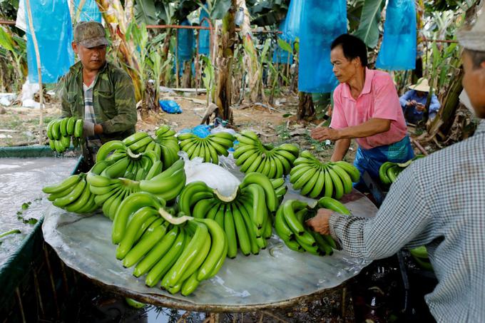 Eden od najbolj zgovornih primerov, kaj nastane iz države industrije banan, če plantaže v pest dobi panamska bolezen oziroma TR4, je tajvanski. Tajvan je bil nekdaj eden od največjih svetovnih izvoznikov banan, ko so tam v šestdesetih letih prejšnjega stoletja prvič odkrili mutagen panamske bolezni tropska rasa 4, pa je tajvanski letni izvoz banan z več kot 350 tisoč ton (1969) upadel na manj kot 20 tisoč ton (2012). | Foto: Reuters