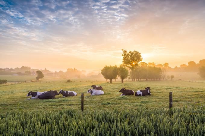 kmetija krave pašnik | Foto: Thinkstock