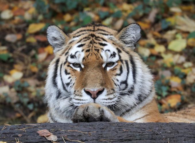sibirski tiger | Foto: Reuters